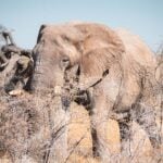 Olifant Etosha