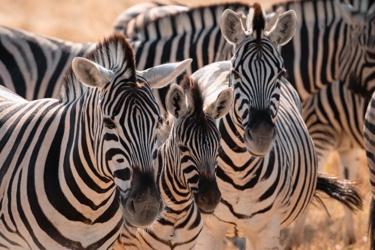 drie zebra's in Etosha