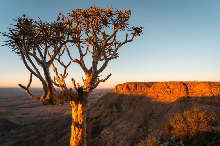 kokerboom bij zonsopkomst