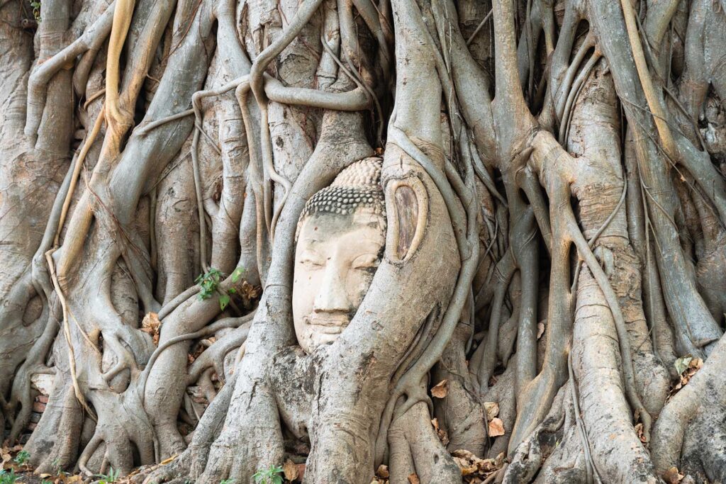 stenen hoofd Boeddha tussen boomwortels