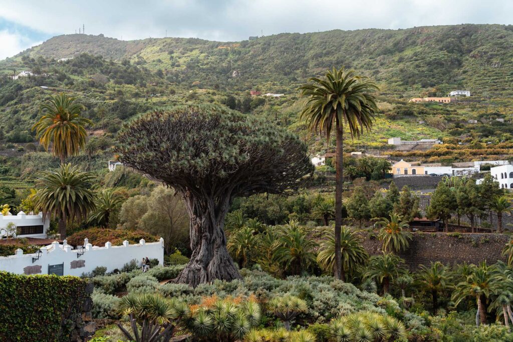 drakenboom Tenerife
