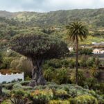 drakenboom Tenerife