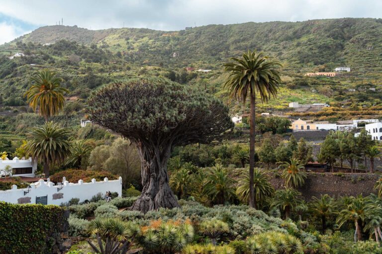 drakenboom Tenerife