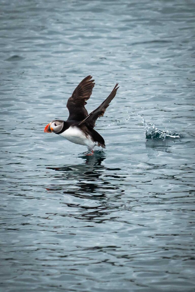 puffin vliegt op uit zee