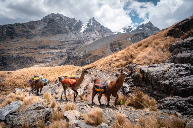vier bepakte lama's beklimmen bergpas Peru
